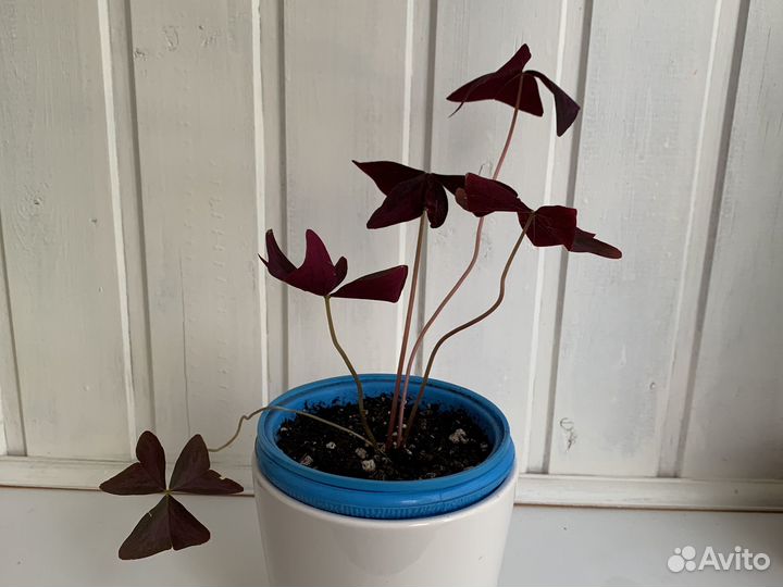 Кислица оксалис