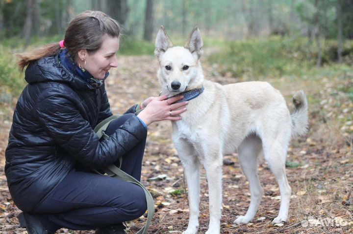 Собаки бесплатно