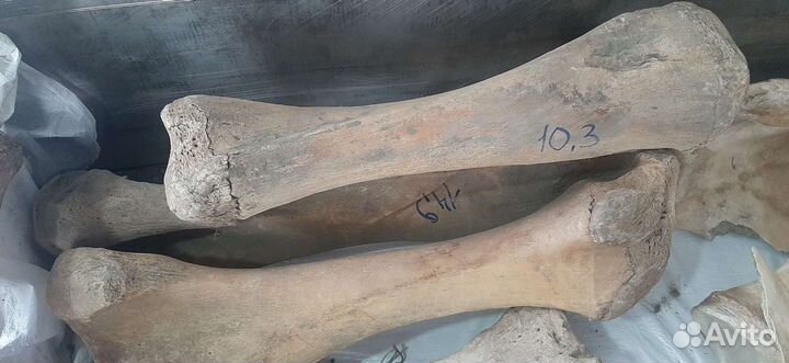 Нога кость мамонта