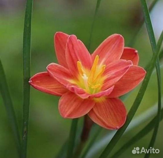 Зефирантес (дождевая лилия)