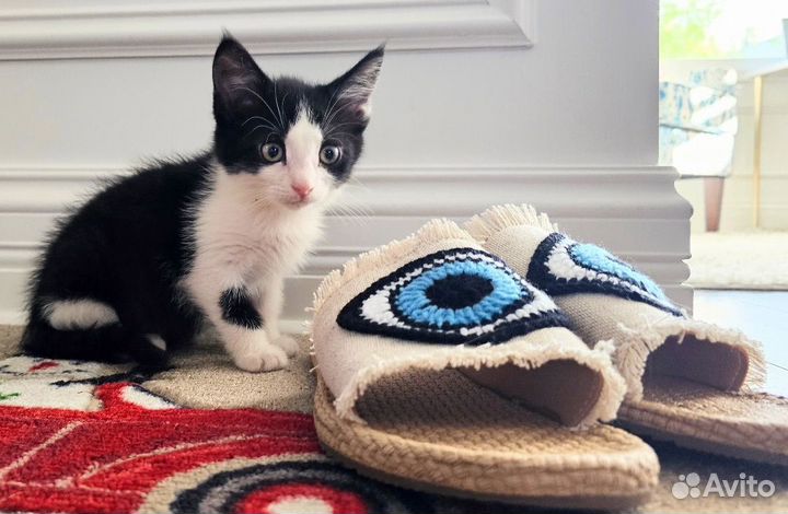 Малыши маркизики черно белые котята бесплатно