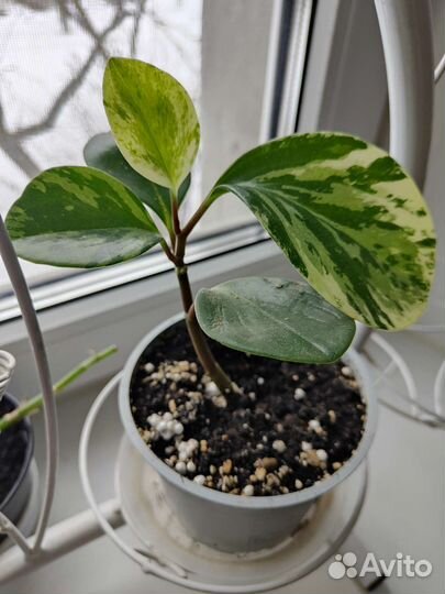 Циссус (березка), пеперомия