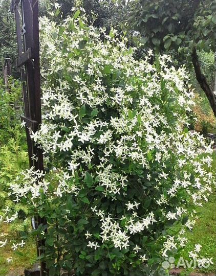 Клематис маньчжурский