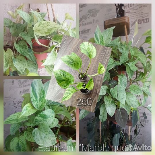 Эпипремнумы, сциндапсусы