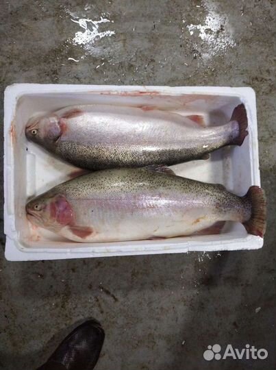 Форель прямо с рыб.хозяйства