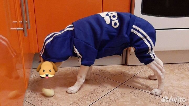 Одежда для собак