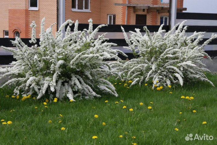 Спирея Грефшейм