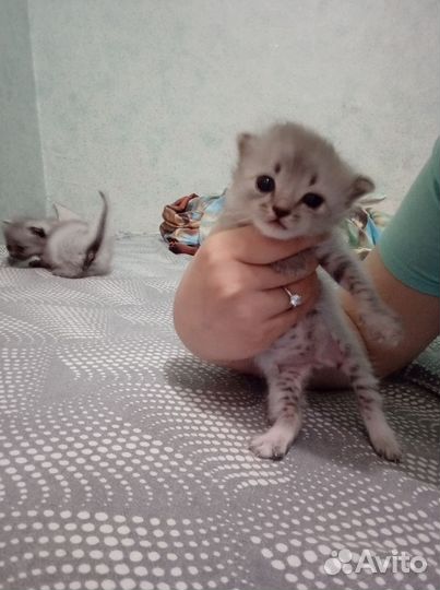 Шотландская