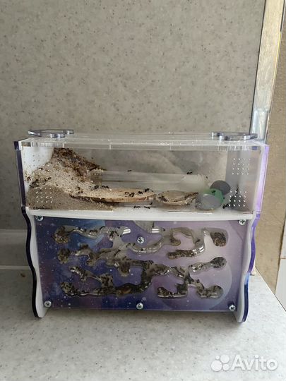 Муравьиная ферма с муравьями