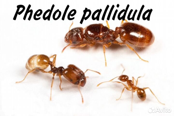 Экзотические муравьи