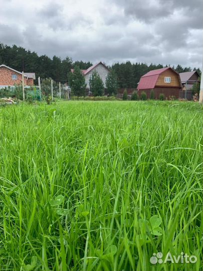 Семена газонной травы (дачная лужайка)