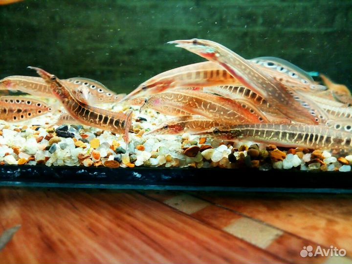 Аквариумные рыбки от заводчика