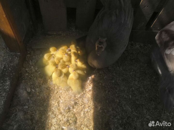 Индоутята лаванда