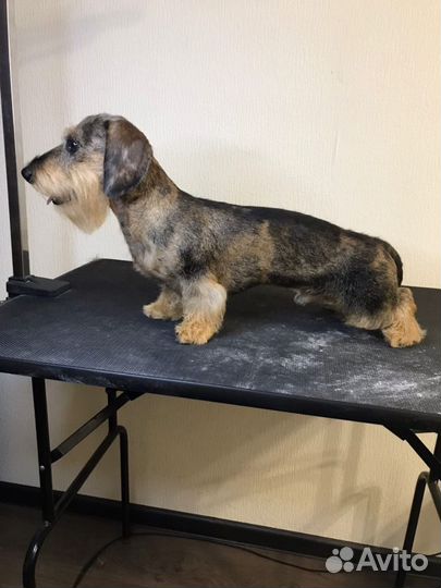 Груминг/Стрижка собак/Тримминг/уз чистка зубов