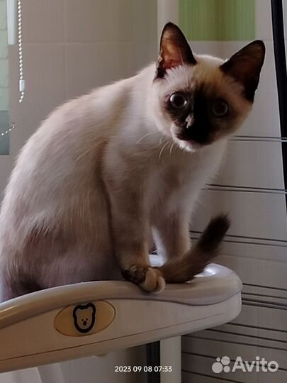 Тайская кошка