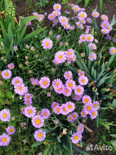 Семена многолетников садовых