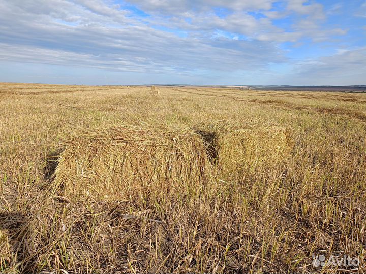 Сено в рулонах и тюках. (пырей)