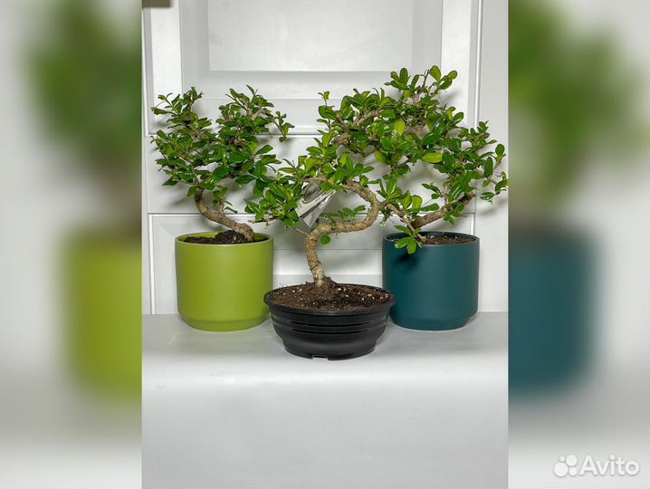 Бонсай кармона 33 см дерево подарок букет