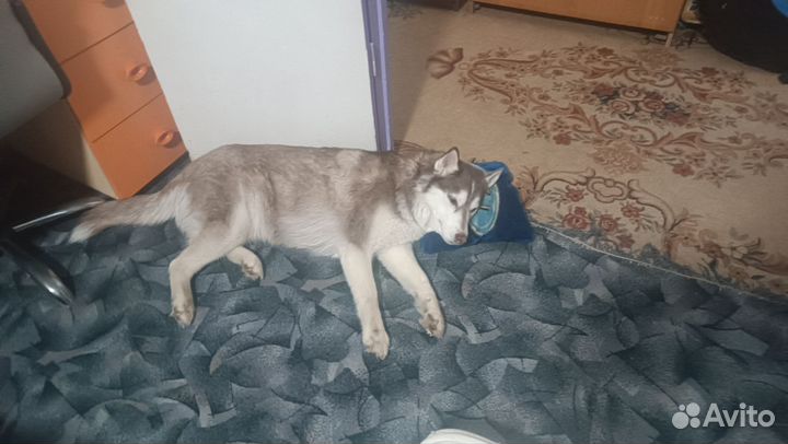 Отдам в добрые руки Хаски