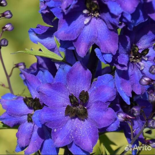 Дельфиниум