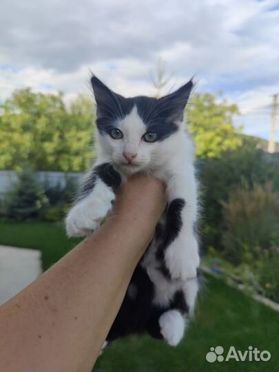 Котята в хорошие руки