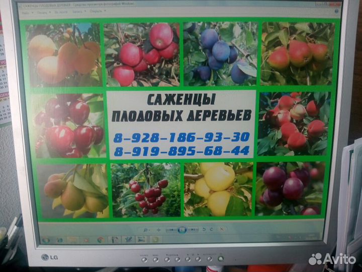 Саженцы плодовых деревьев розы, туи