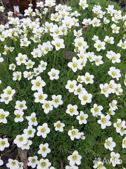 Почвопокровные растения