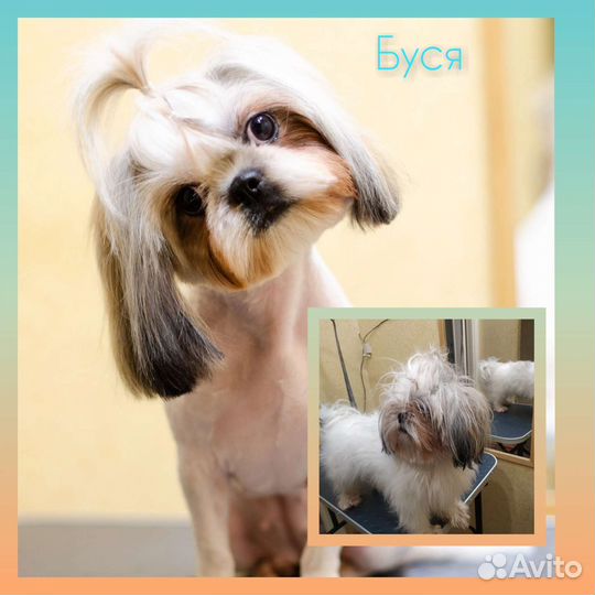 Стрижка собак и кошек (Втузгородок, Пионерский п.)