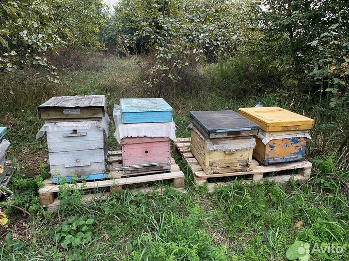 Пчелосемьи с ульями