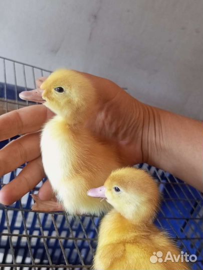 Утята в наличии старт 53,адегель, есть подрощенные