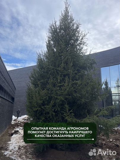 Ель обыкновенная, крупномер