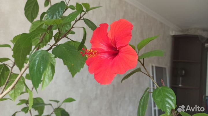 Гибискус (Китайская роза) дерево. Возраст не менее