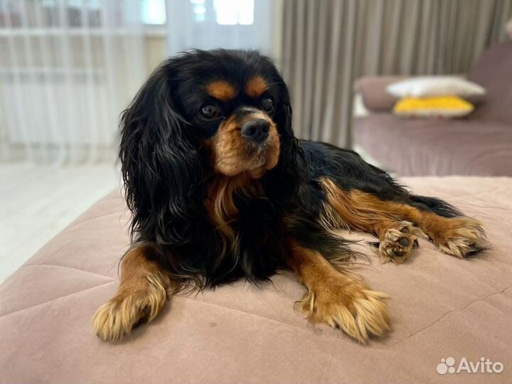 Кобель вязка Кавалер-Кинг-Чарльз-Спаниель