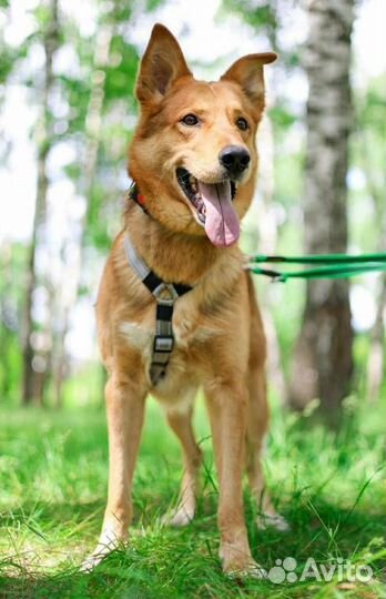 Хозяева переехали и сдали собаку в приют