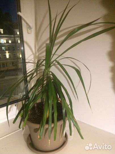 Комнатные растения