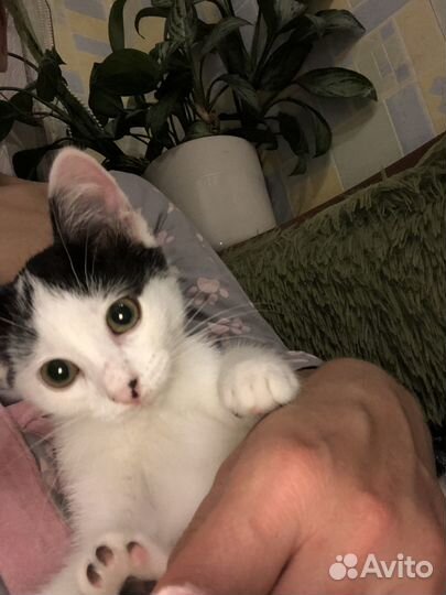 Кошечка Даша ждет добрые ручки