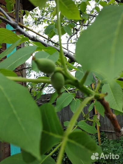 Саженцы грецкого ореха