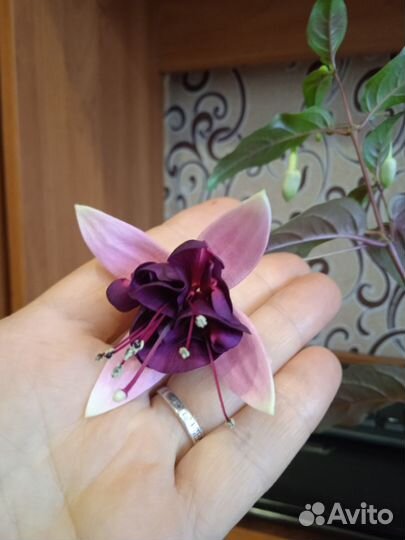 Черенки фуксии