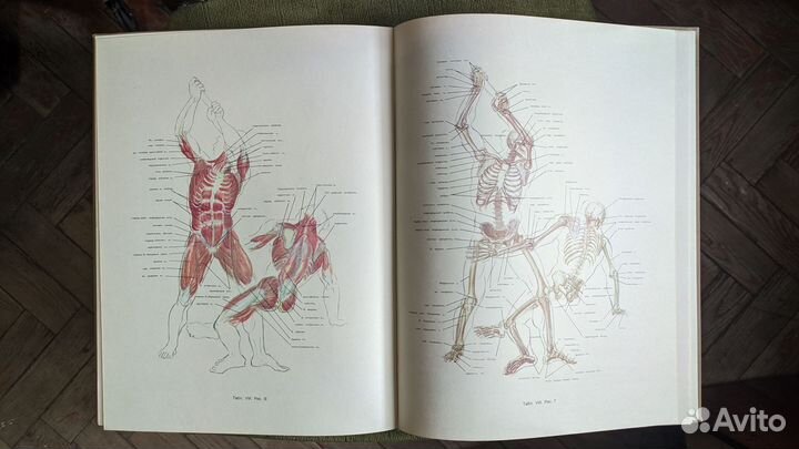 Пластическая анатомия и изображение человека