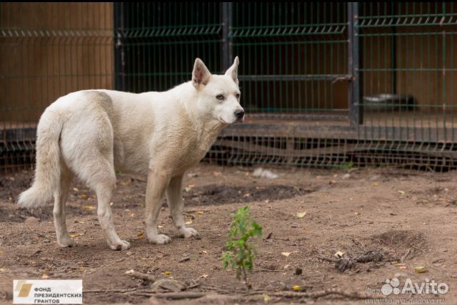 Собака в добрые руки