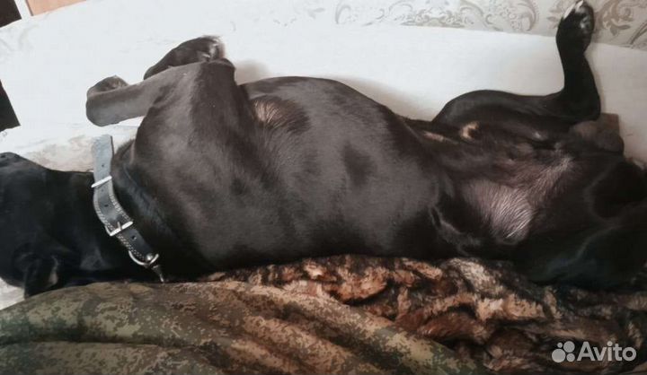 Вязка Кане корсо