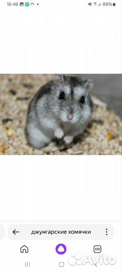 Джунгарский хомяк