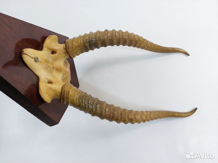 Рога сувенирные СССР настенные