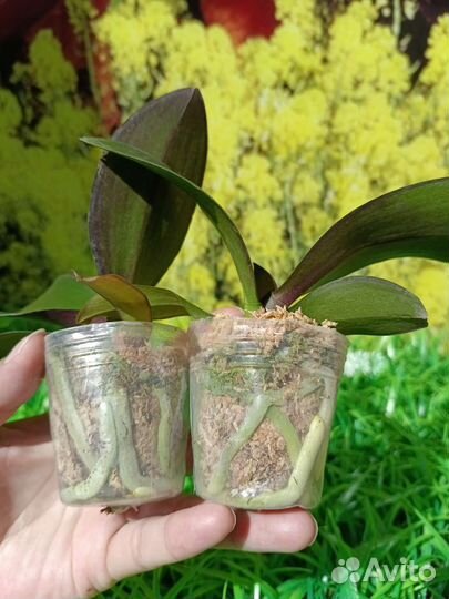 Орхидея фаленопсис бабочка