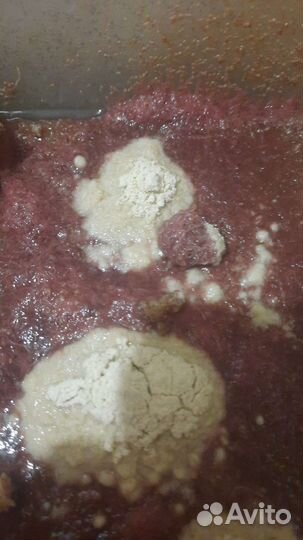 Живой корм, Израильский трубочник Изя