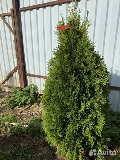 Туя смарагд 135 см