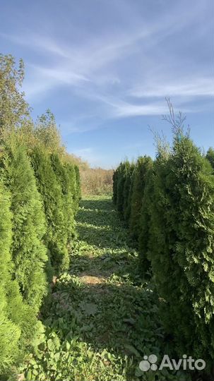 Саженцы Туи смарагд 199 см