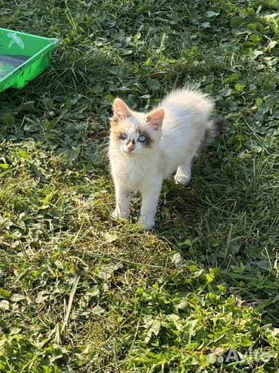 Отдам прикольных котят в добрые руки