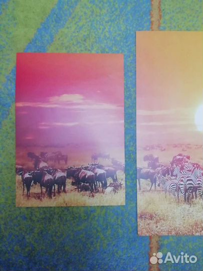 Набор постеров животные африкиа