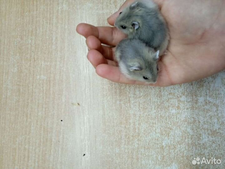 Сирийские и джунгарские хомяки